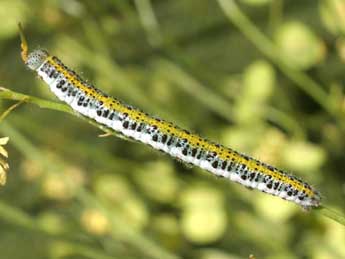  Chenille de Anthocharis euphenoides Stgr - Serge Wambeke