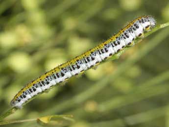  Chenille de Anthocharis euphenoides Stgr - Serge Wambeke