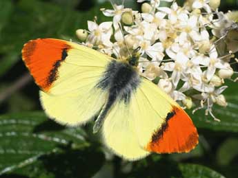 Anthocharis euphenoides Stgr adulte - Serge Wambeke