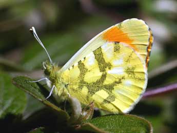 Anthocharis euphenoides Stgr adulte - Serge Wambeke