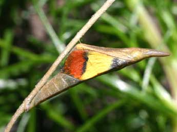  Chrysalide de Anthocharis euphenoides Stgr - Serge Wambeke