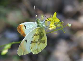 Anthocharis euphenoides Stgr adulte - Philippe Mothiron