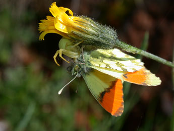 Anthocharis euphenoides Stgr adulte - Philippe Mothiron