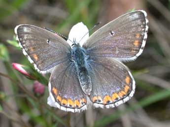 Lysandra bellargus Rott. adulte - ©Philippe Mothiron