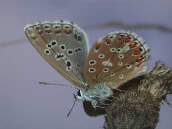 Lysandra bellargus Rott. adulte - ©Philippe Mothiron