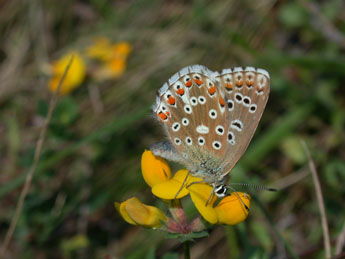 Lysandra bellargus Rott. adulte - ©Philippe Mothiron