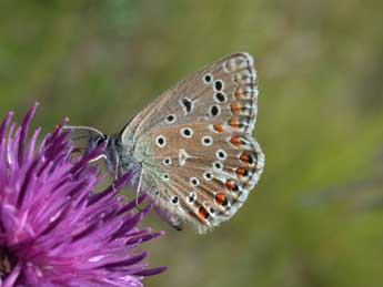 Lysandra bellargus Rott. adulte - Philippe Mothiron