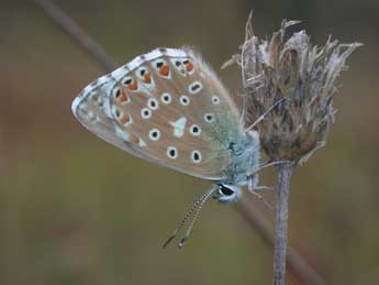 Lysandra bellargus Rott. adulte - Philippe Mothiron