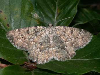 Charissa obscurata bellieri Obth. adulte - ©Philippe Mothiron