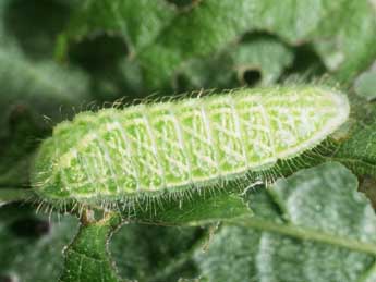  Chenille de Thecla betulae L. - ©Philippe Mothiron