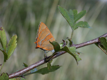 Thecla betulae L. adulte - ©Philippe Mothiron