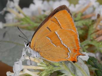 Thecla betulae L. adulte - ©Alexis Borges