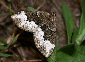 Euphyia biangulata Hw. adulte - Philippe Mothiron