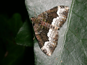 Euphyia biangulata Hw. adulte - Philippe Mothiron