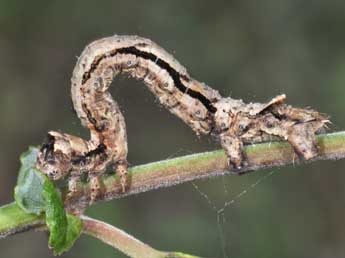  Chenille de Odontopera bidentata Cl. - ©Philippe Mothiron