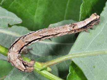  Chenille de Odontopera bidentata Cl. - ©Philippe Mothiron