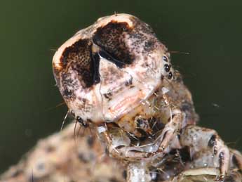  Chenille de Odontopera bidentata Cl. - ©Philippe Mothiron