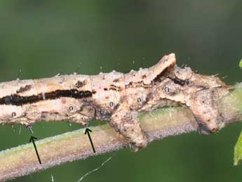  Chenille de Odontopera bidentata Cl. - ©Philippe Mothiron