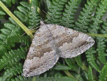 Scotopteryx bipunctaria D. & S. adulte - ©Philippe Mothiron