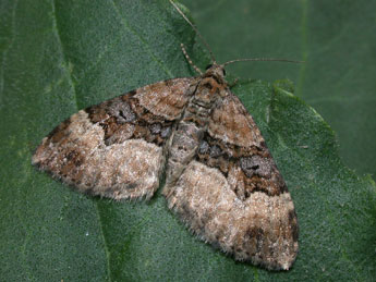 Xanthorhoe biriviata Bkh. adulte - Philippe Mothiron