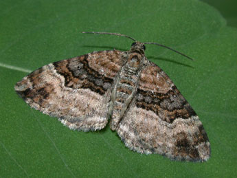 Xanthorhoe biriviata Bkh. adulte - Philippe Mothiron