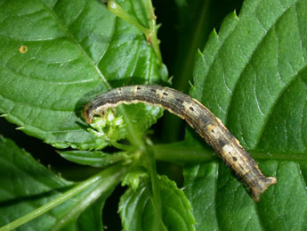  Chenille de Xanthorhoe biriviata Bkh. - ©Philippe Mothiron