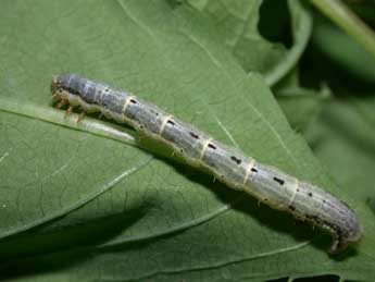  Chenille de Xanthorhoe biriviata Bkh. - Philippe Mothiron