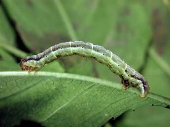  Chenille de Xanthorhoe biriviata Bkh. - Philippe Mothiron