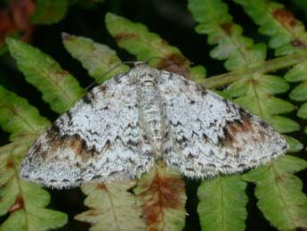 Venusia blomeri Curt. adulte - Philippe Mothiron