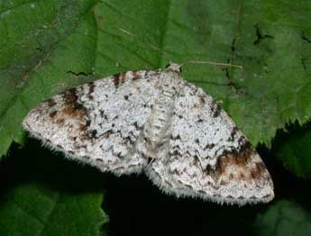 Venusia blomeri Curt. adulte - Philippe Mothiron