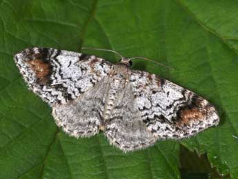 Venusia blomeri Curt. adulte - ©Philippe Mothiron