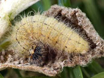  Chenille de Muschampia baeticus Rbr - ©Daniel Morel