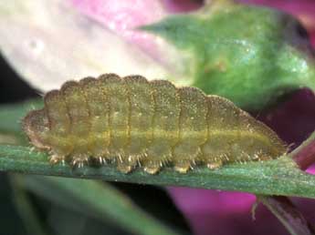  Chenille de Lampides boeticus L. - ©Tristan Lafranchis