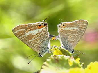 Lampides boeticus L. adulte - ©David Demerges