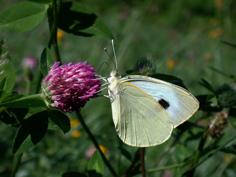 Pieris brassicae L. adulte - ©Philippe Mothiron