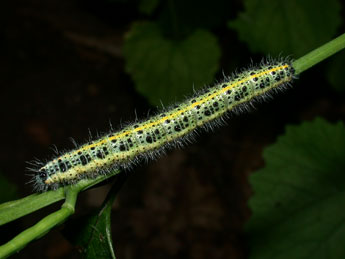  Chenille de Pieris brassicae L. - ©Philippe Mothiron