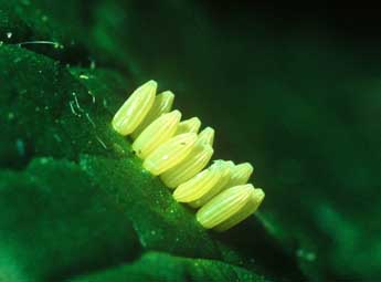  Oeuf de Pieris brassicae L. - Philippe Mothiron