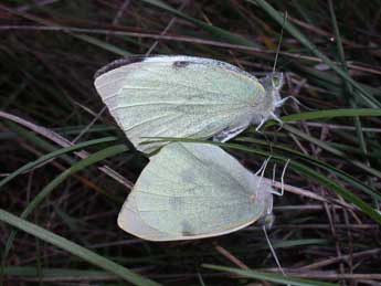 Pieris brassicae L. adulte - Philippe Mothiron