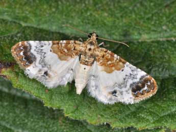 Eupithecia breviculata Donz. adulte - Philippe Mothiron