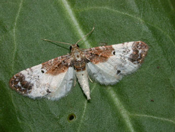 Eupithecia breviculata Donz. adulte - Philippe Mothiron