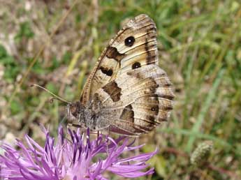 Chazara briseis L. adulte - ©Jean-Pierre Arnaud