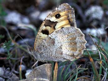 Chazara briseis L. adulte - Tristan Lafranchis