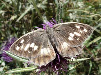 Chazara briseis L. adulte - ©Jean-Pierre Arnaud