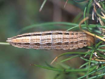  Chenille de Chazara briseis L. - ©Tristan Lafranchis