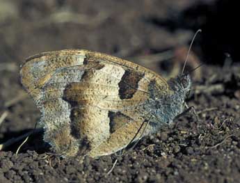 Chazara briseis L. adulte - Tristan Lafranchis