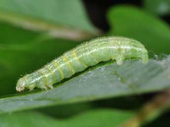  Chenille de Operophtera brumata L. - ©Philippe Mothiron