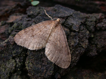 Operophtera brumata L. adulte - ©Philippe Mothiron