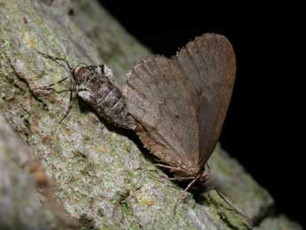 Operophtera brumata L. adulte - Philippe Mothiron