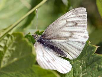 Pieris bryoniae Hb. adulte - Daniel Morel