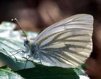 Pieris bryoniae Hb. adulte - ©Tristan Lafranchis